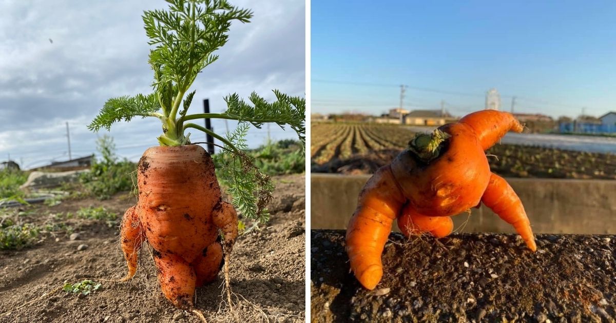 ▲農場主人發揮創意，為紅蘿蔔擺Pose，並加上文字敘述。(圖|@buromasa0423推特)