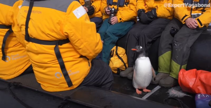 拍攝者有救！小企鵝想逃鯨口　遊客「推一把屁屁」成功了
