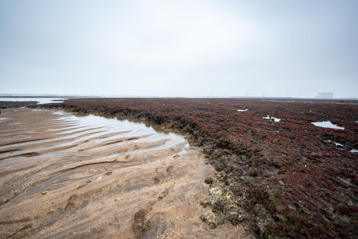 ▲護藻礁公投連署成案在即，桃園市長鄭文燦在臉書上發千字長文表達想法。（圖／取自鄭文燦臉書）