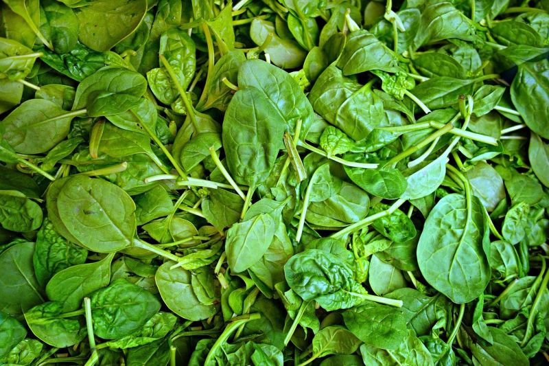 ▲臺北農產的專家也特別提到，「菠菜澀澀的味道來自草酸，可以先汆燙，將水瀝掉，就可以減少澀味」。（圖／取自pixabay）