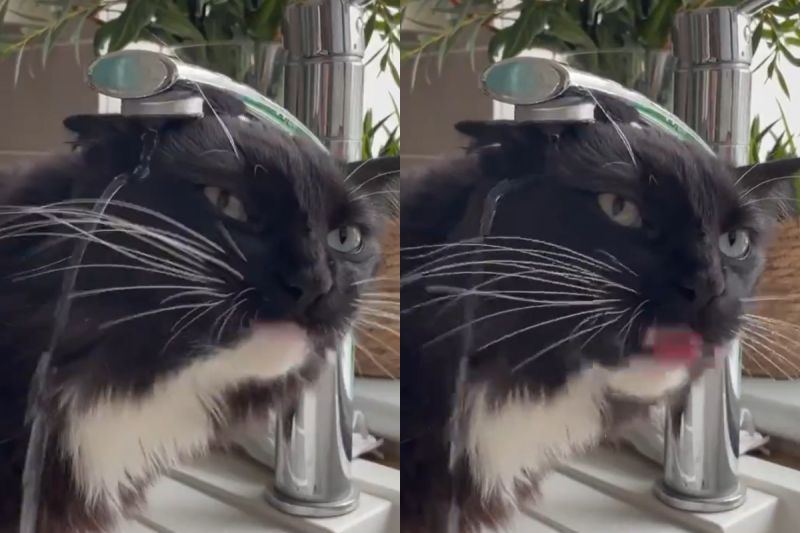 ▲貓貓喝水採「佛系大法」，水淋頭上照樣喝（圖／Instagram＠iamkylo_）
