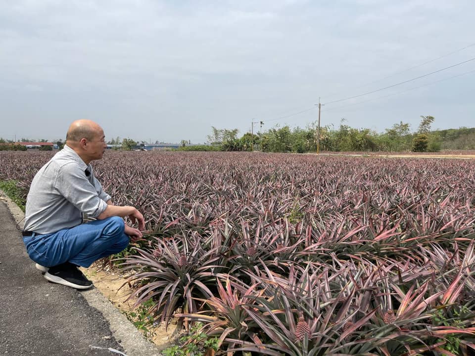 ▲韓國瑜今（10）日曬出一張在鳳梨田邊的照片，吸引近6萬位網友按讚。（圖／翻攝自韓國瑜臉書）