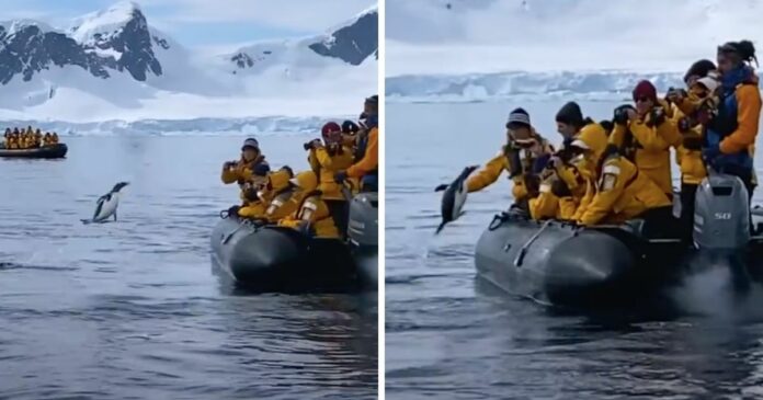 ▲遊客在傑拉許海峽上欣賞巍峨的冰山景色時，看到一隻巴布亞企鵝正在拼命游泳，而緊追在後的竟是一群準備進攻的殺人鯨。（圖／擷取自@ExpertVagabond/YouTube）