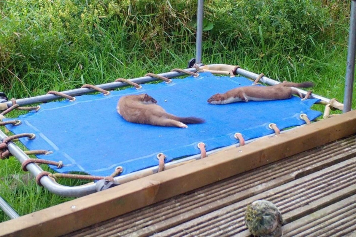 ▲英國一名藝術家在彈跳床上發現白鼬蹤跡（圖／翻攝自YT＠Robert E Fuller）