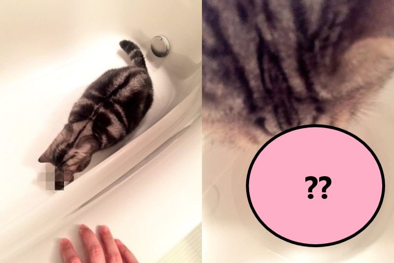 ▲日本一飼主發現愛貓在浴缸緊盯著某一角落看（圖／twitter@Munchneko）