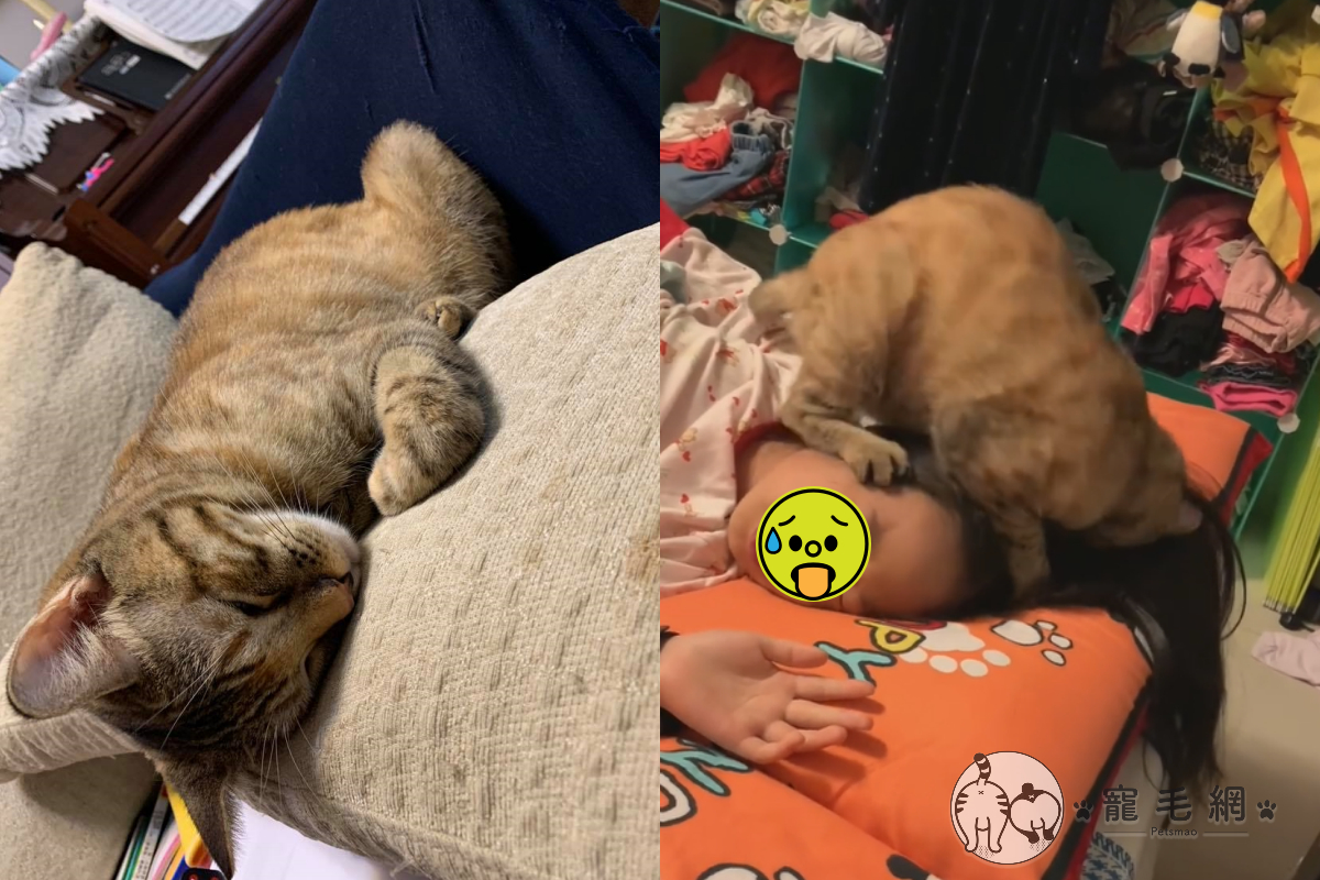 ▲小奴才睡覺卻被貓咪忘我狂吸！（圖／網友陳怡音授權提供）