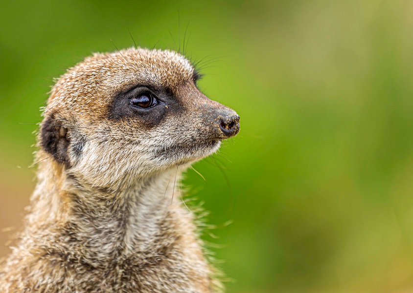 ▲若發現自己身陷上班族的乾眼疾病警戒區，並出現不適，得快尋求專業醫療人員協助，拒絕加入糊矇族！（圖／Shutterstock）