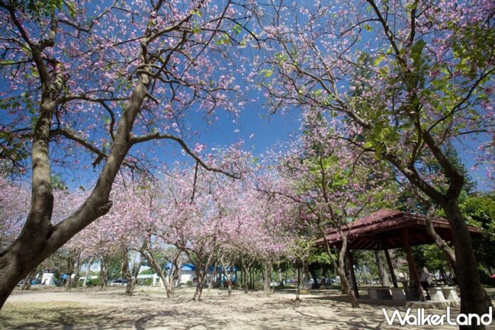 ▲台南擁有眾多賞花熱點 (圖|Taipei Walker)