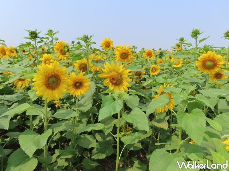 ▲台南擁有眾多賞花熱點