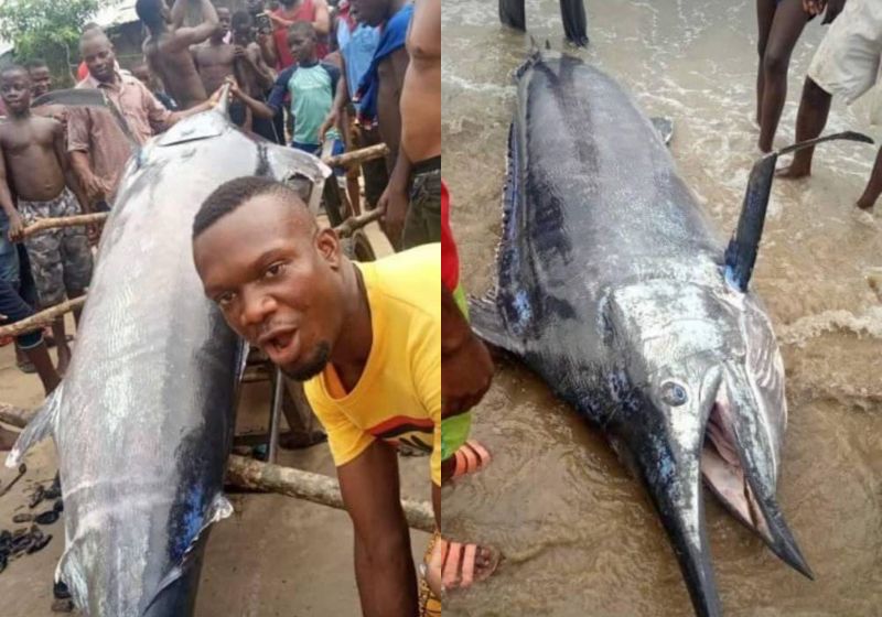 ▲一名奈及利亞的漁夫捕獲一條三公尺長的大魚，霸氣宴請全村人共同享用。（圖／翻攝推特）