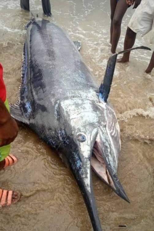 ▲沒想到這條魚竟是「大西洋藍槍魚」，屬於保育類動物，市值突破百萬美金。（圖／翻攝推特）