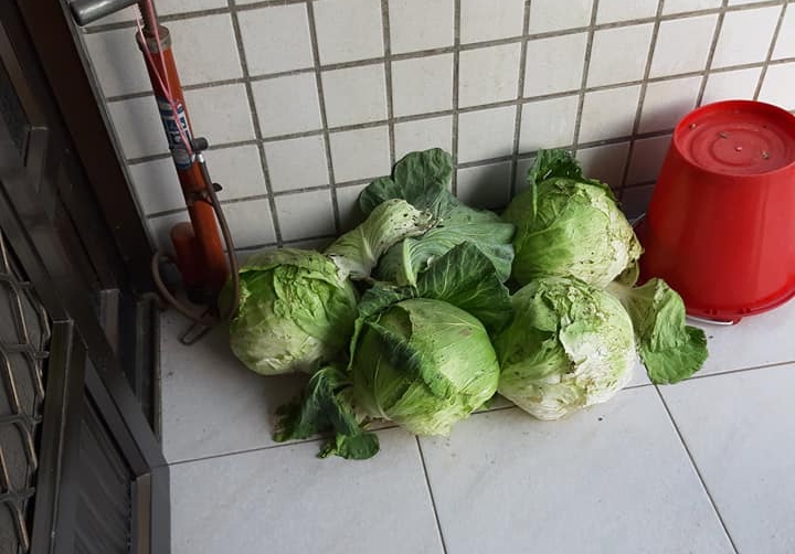 ▲女網友驚呼自家門口「長出5顆高麗菜」，真相曝光讓大家全跪了。（圖／翻攝自《爆怨公社》臉書）