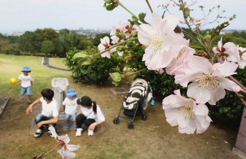 ▲日本氣象廳今日宣布東京的染井吉野櫻正式開花，較往年提早12天。（圖／美聯社／達志影像）