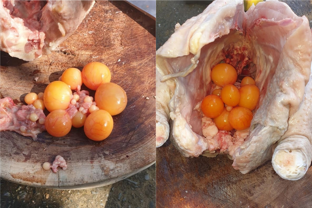 ▲一名網友將雞屠宰完後，卻發現雞身體內藏滿多顆黃色無殼雞蛋，讓他當下十分疑惑。（圖／翻攝爆廢公社二館臉書）