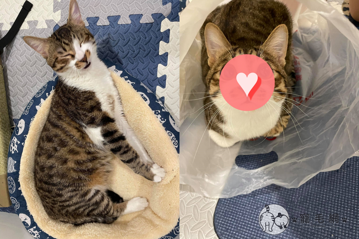 ▲癱軟貓見塑膠袋一秒開啟可愛模式！（圖／網友陳紫璇授權提供）