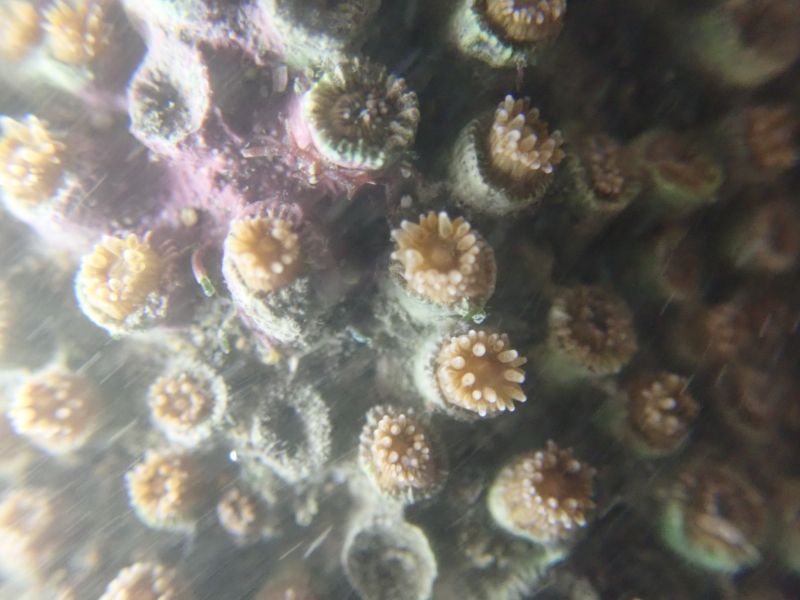 ▲透過潘忠政的水下相機可看出，大潭藻礁的一級保育類動物柴山多杯孔珊瑚生長狀況良好，還伸出觸手捕食水中的浮游生物。（圖／潘忠政提供）