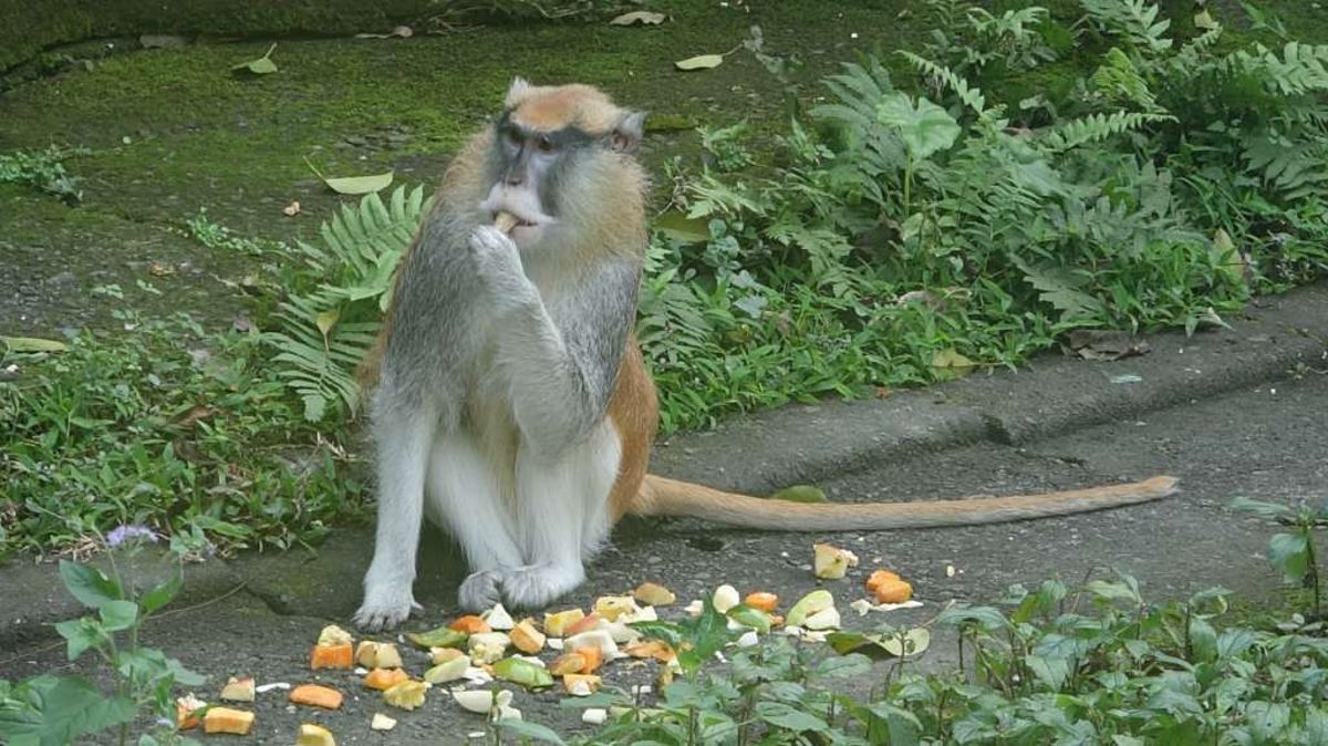▲台北市立木柵動物園的紅猴「男道」，15日中午趁保育員不注意時，趁亂逃離園區，目前仍舊下落不明。（圖／木柵動物園提供）
