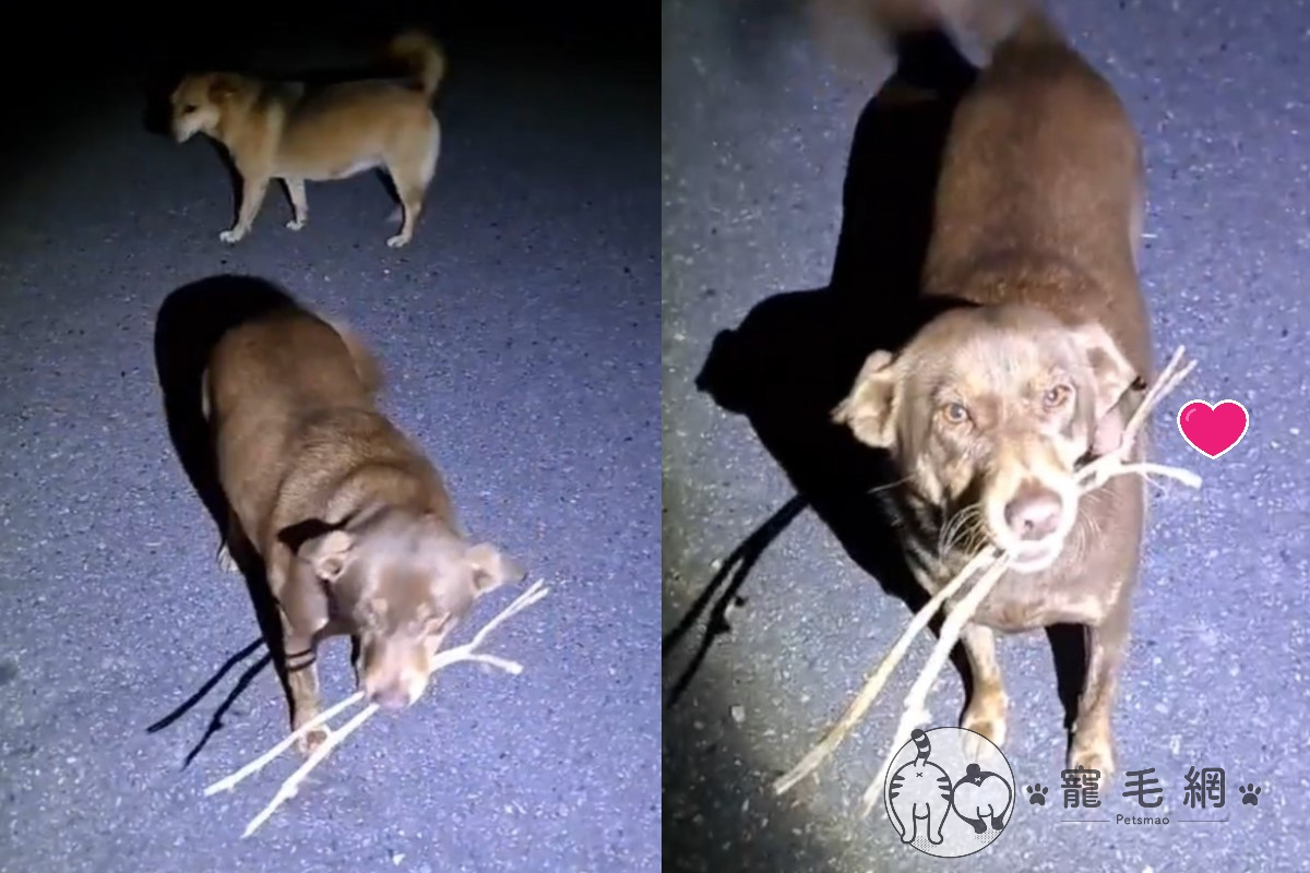 ▲愛媽上山時遇見浪汪叼樹枝迎接她（圖／粉專為台灣動物發聲授權提供）