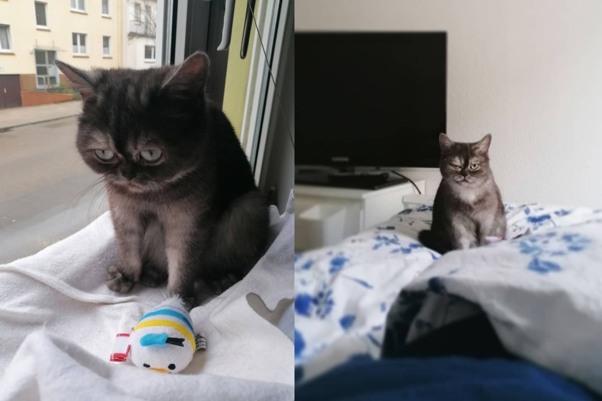 ▲臭臉貓「豆子」在收容所一直乏人問津（圖／IG@bebbybeansprout）