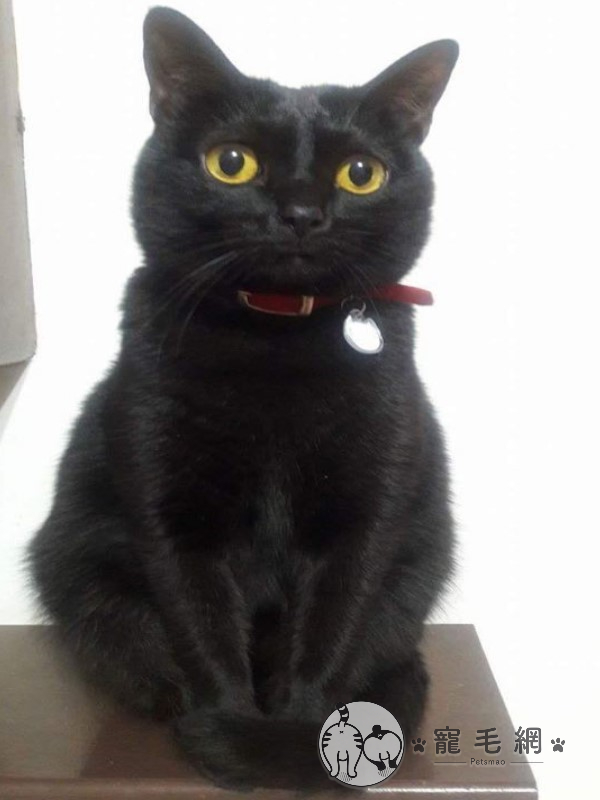 ▲吳先生家養了一隻漂亮的黑貓「咪咪」（圖／網友吳老虎授權提供）