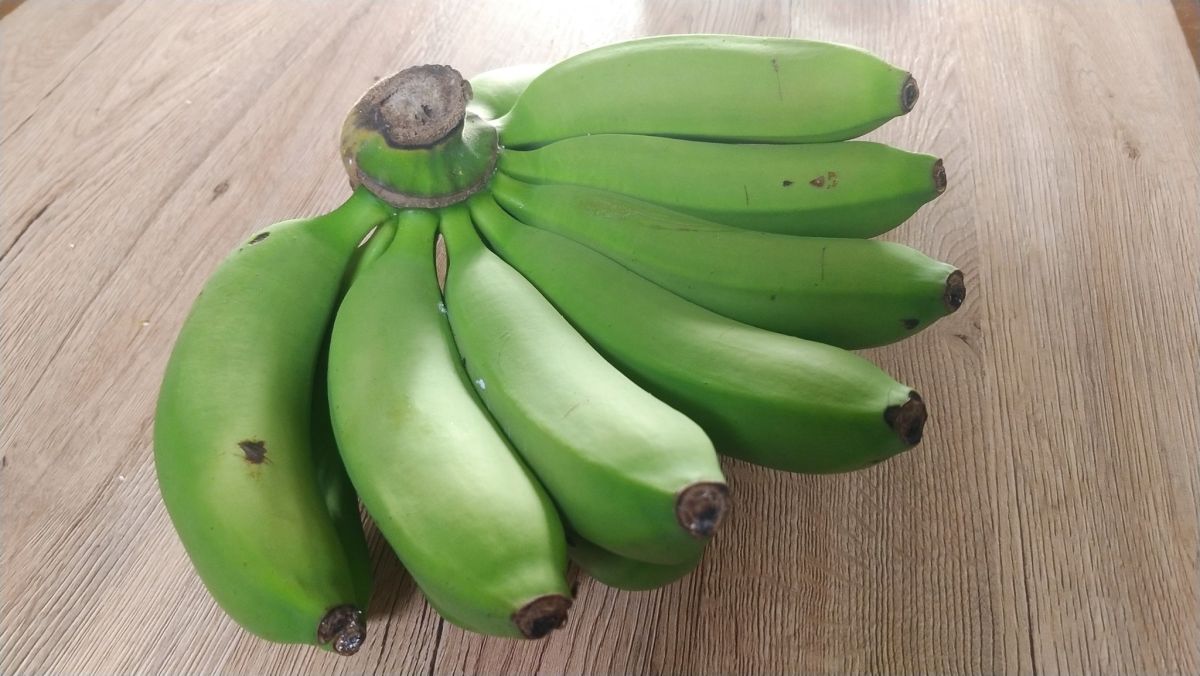 ▲軒嵐諾帶來豐沛大雨，但也讓農產品受損，其中受損最嚴重的作為為香蕉。（示意圖／資料照）