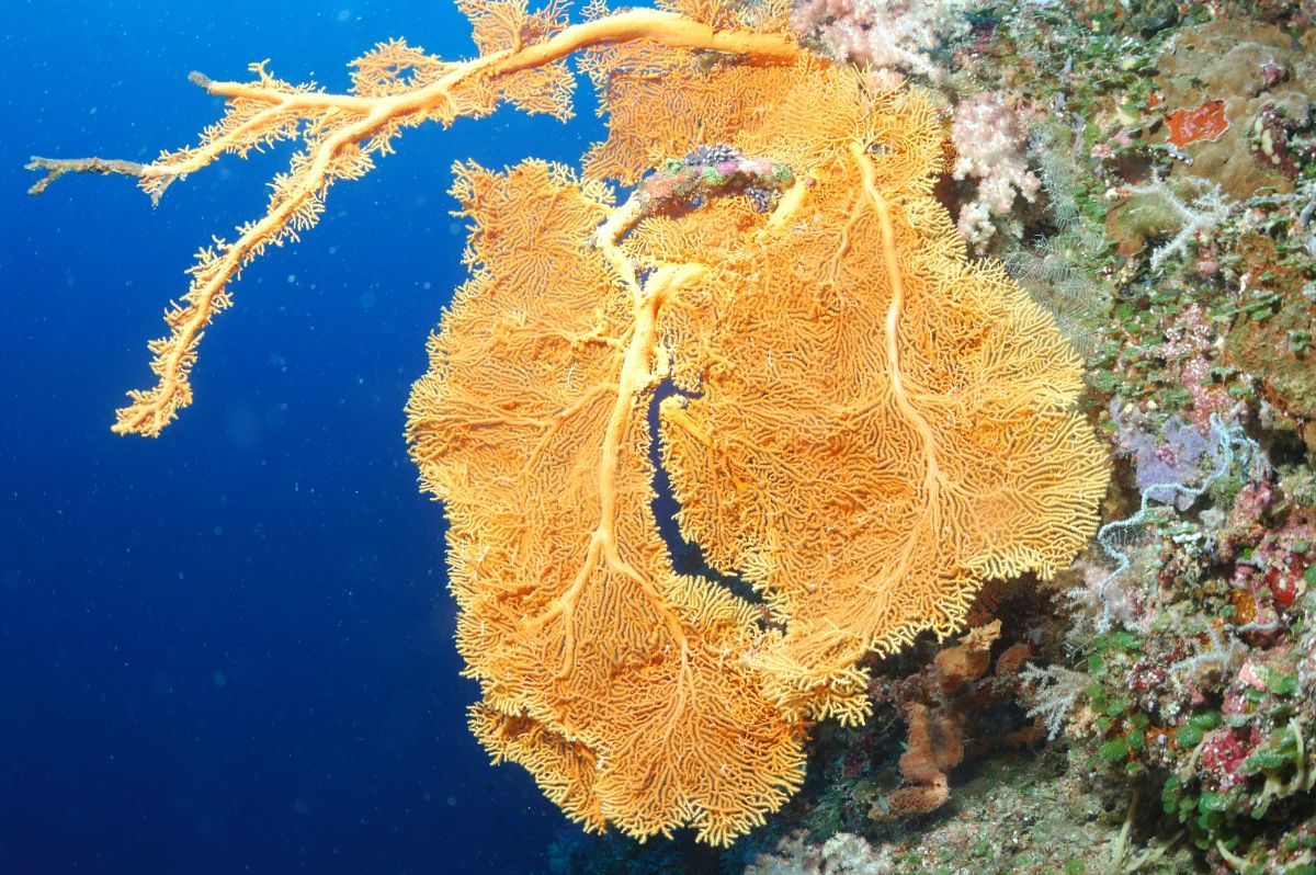 ▲台灣與帛琉的旅遊泡泡啟動，首發團預計在4月1日出發。圖為帛琉海底世界（圖／雄獅旅遊提供）