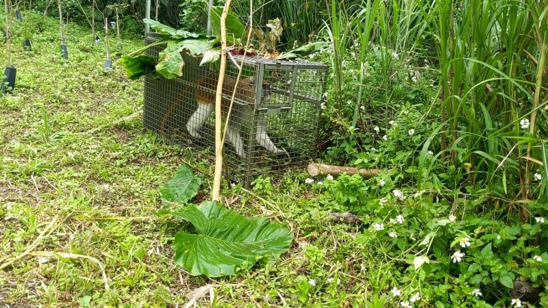 ▲保育員發現紅猴進入誘捕籠(圖/臺北市立動物園提供)