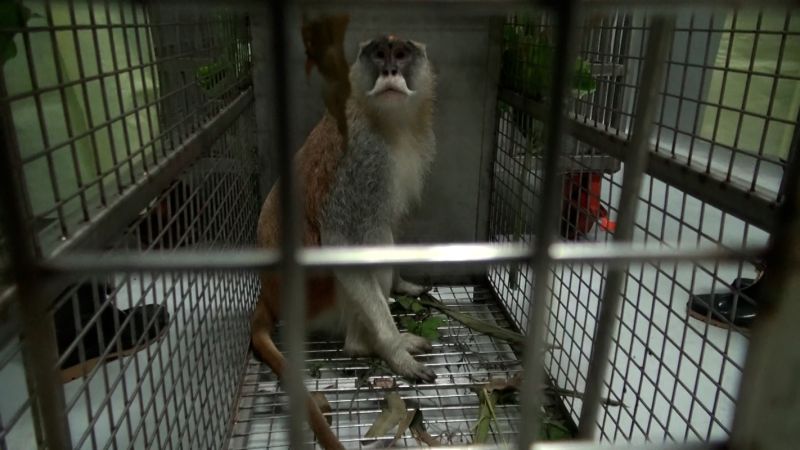 ▲獸醫師初步判定「男道」的精神狀況還不錯,只是有點緊張(圖/臺北市立動物園提供)