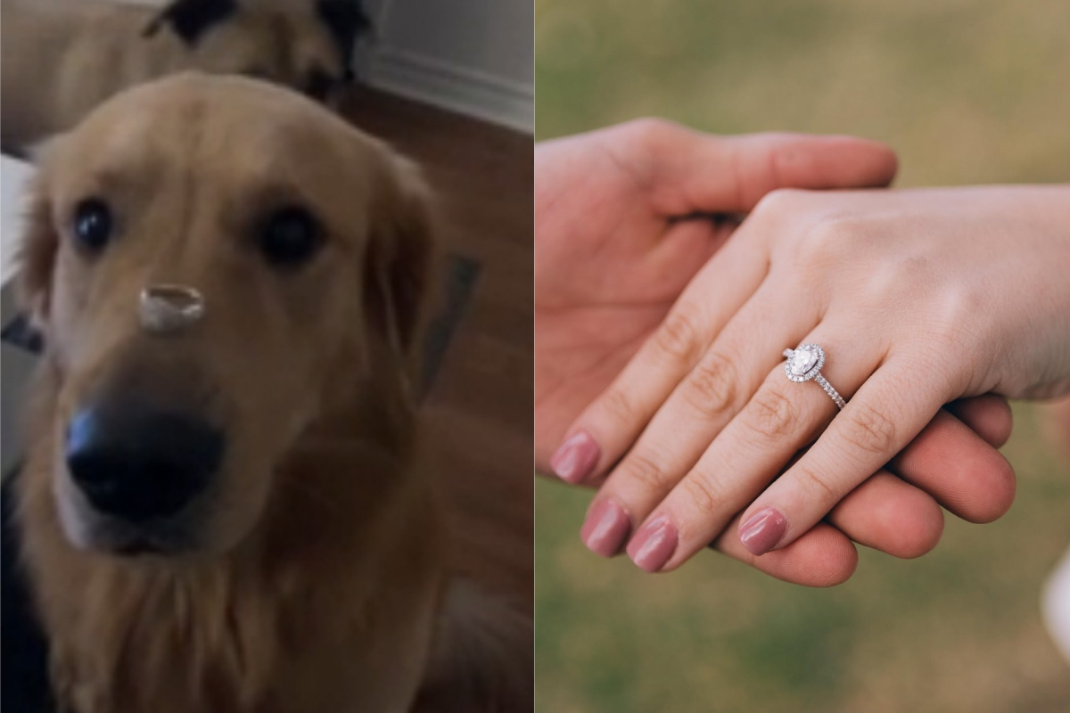 ▲國外有名網友將戒指放在狗狗鼻子上，想要拍照炫耀。（圖／翻攝自《 Reddit》 ）