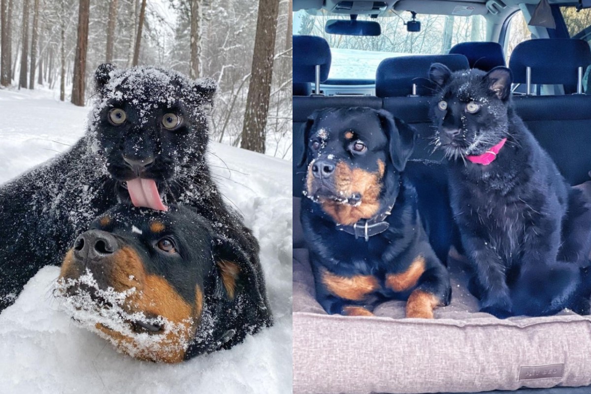 ▲黑豹「露娜」與羅威納犬「凡薩」是一對跨種族好朋友（圖／IG @luna_the_pantera）