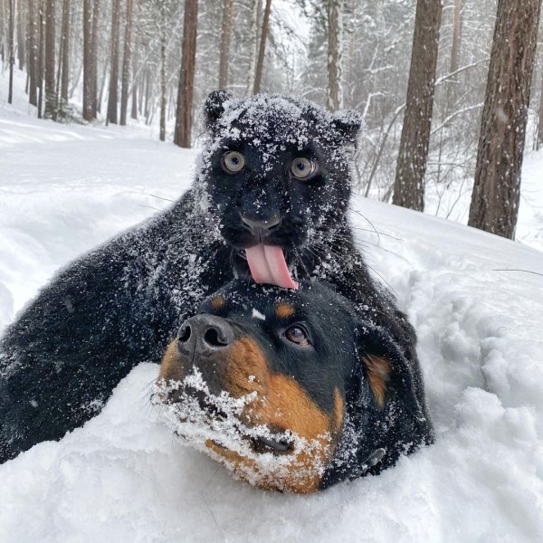 ▲或是雪地裡嬉戲，一貓一狗總是互相陪伴（圖／IG