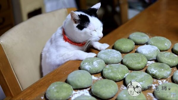▲日本一隻黑白貓全程監督奶奶做草餅，儼然是個認真的品管員！（圖／YouTube@かご猫 Ｂｌｏｇ授權）