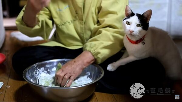 ▲包餡料這步驟相當重要，黑白貓品管員認真監督！（圖／YouTube@かご猫