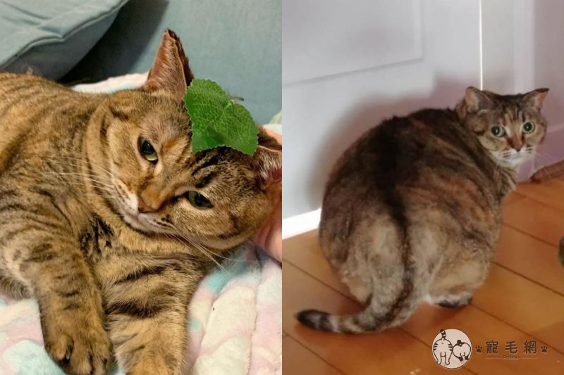 影／這坨是什麼請給我來一點　圓滾滾「虎斑芋頭貓」駕到
