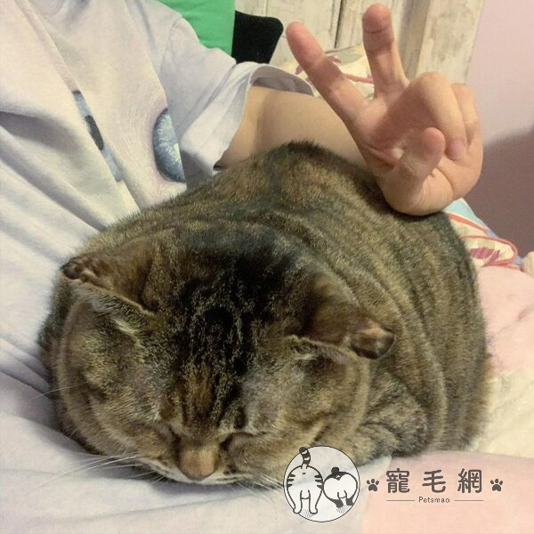 ▲令人驚呼的貓貓蟲身材(圖/IG@pipi.lit授權)