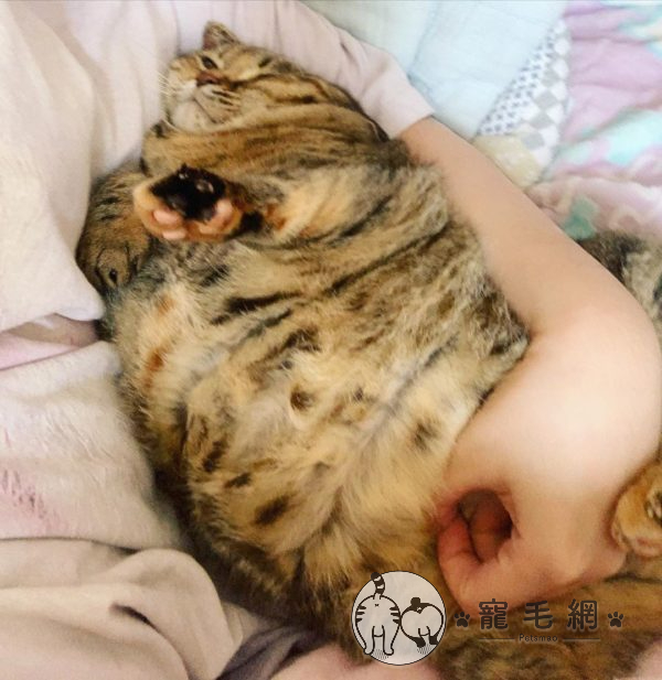 ▲這一定是阿嬤養的!(圖/IG@pipi.lit授權)