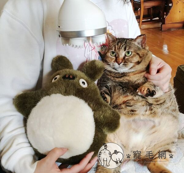 ▲豆豆龍~豆豆龍~(圖/IG@pipi.lit授權)