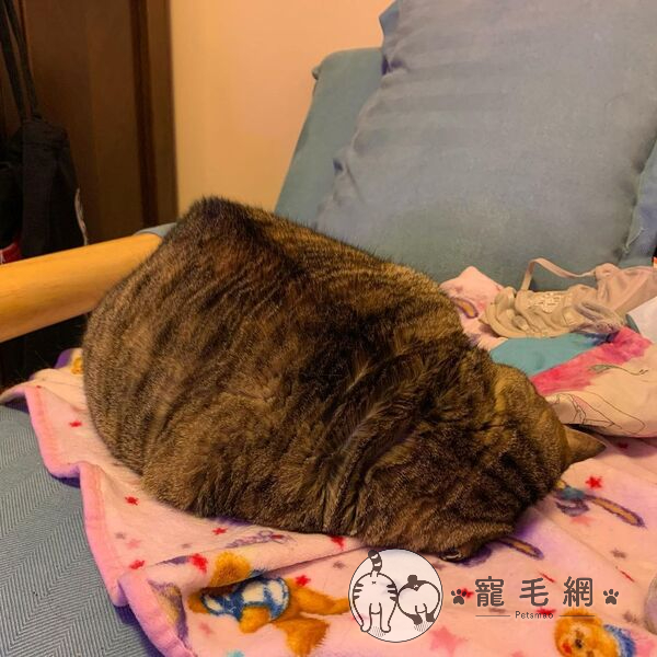 ▲是不是跟芋頭有87分像啊?(圖/IG@pipi.lit授權)