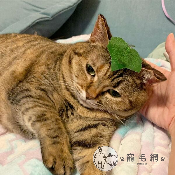 ▲一秒變成狸貓皮!(圖/IG@pipi.lit授權)