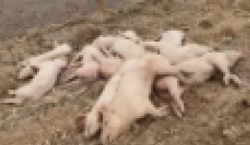 ▲黃河內蒙古達拉特旗段國堤內側，近日有民眾發現躺了不少死豬，擔心是否因為豬瘟病死、會不會引發疫情。（圖／擷取自半月談微博影片）