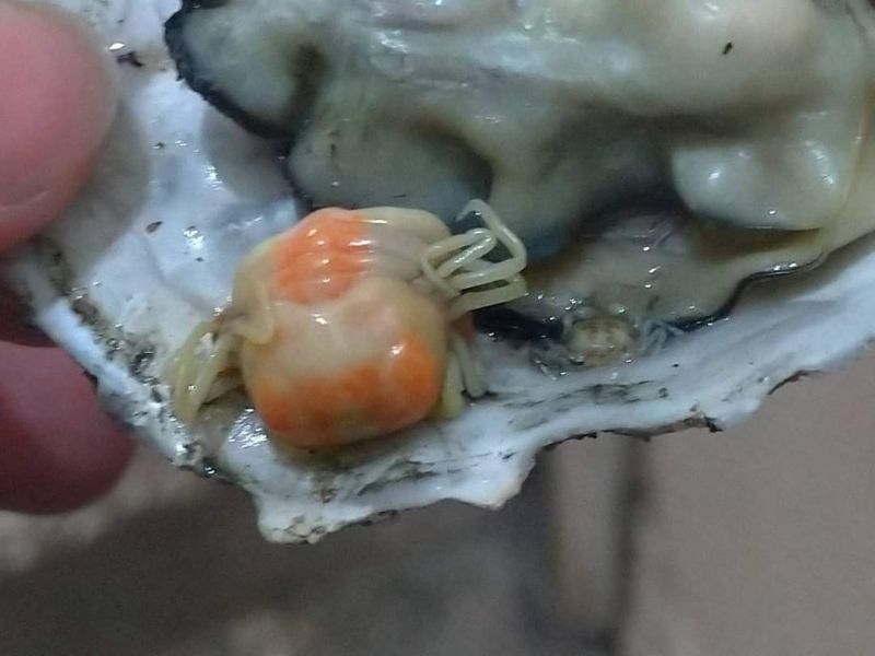 ▲網友一看照片紛紛表示這叫「豆蟹」,是與蚵仔共生關係的小型螃蟹,且這顆蚵仔還有兩隻。(圖/路上觀察學院)