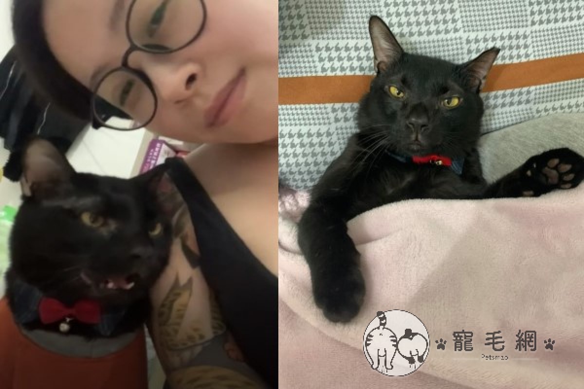 ▲黑貓「沒首」會躺枕頭催奴才蓋被睡覺（圖／粉專海柔先生Hazel授權提供）