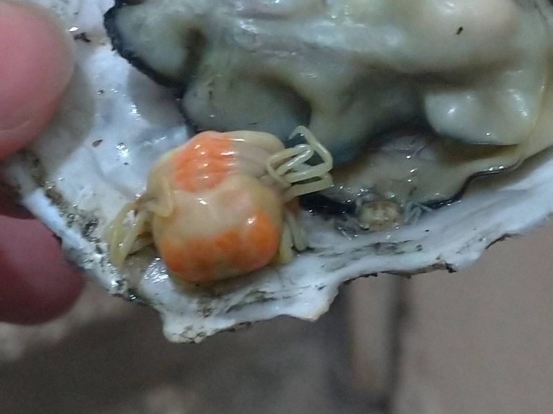 ▲有網友分享,自己日前去逛夜市買了烤蚵仔吃,沒想到竟驚見「2隻橘色生物」,讓他秒嚇傻,而老饕一看則大讚「這才好吃!」(圖/翻攝自臉書社團《路上觀察學院》)