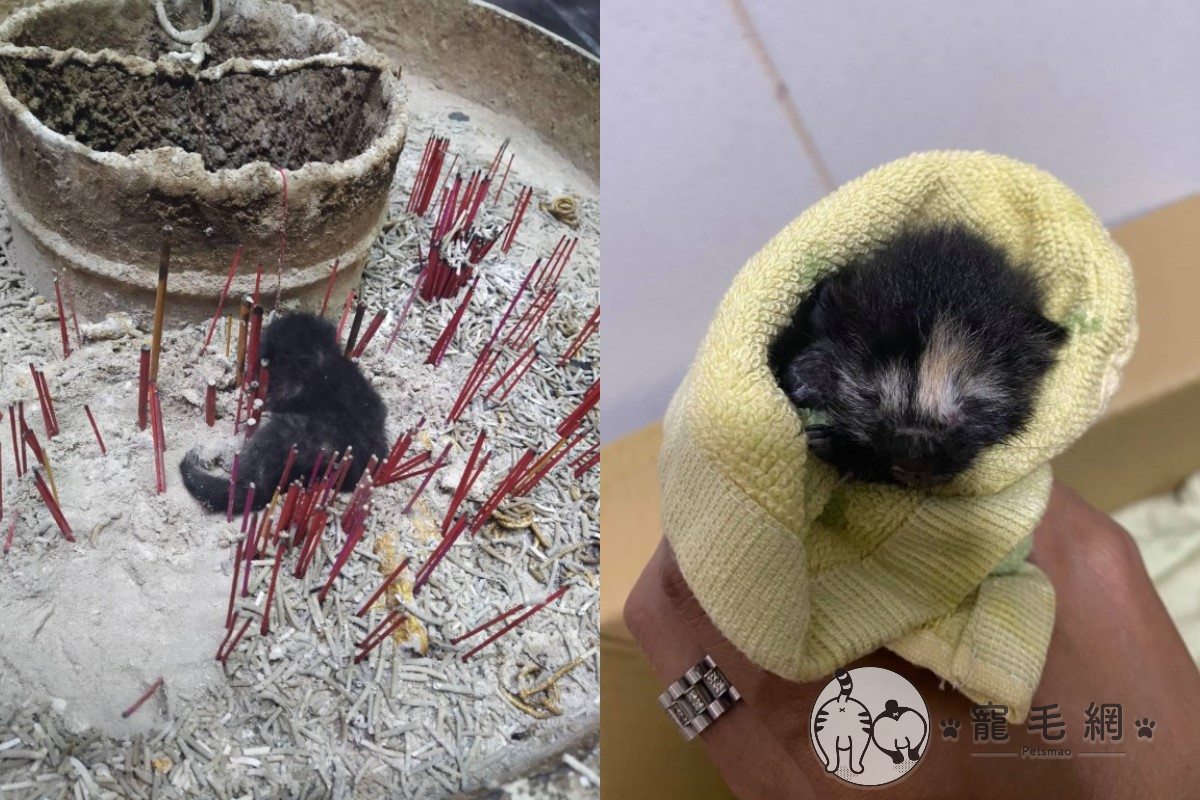 ▲黃姓網友日前救援一隻香爐裡的「小虎爺」（圖／網友黃翰林授權提供）