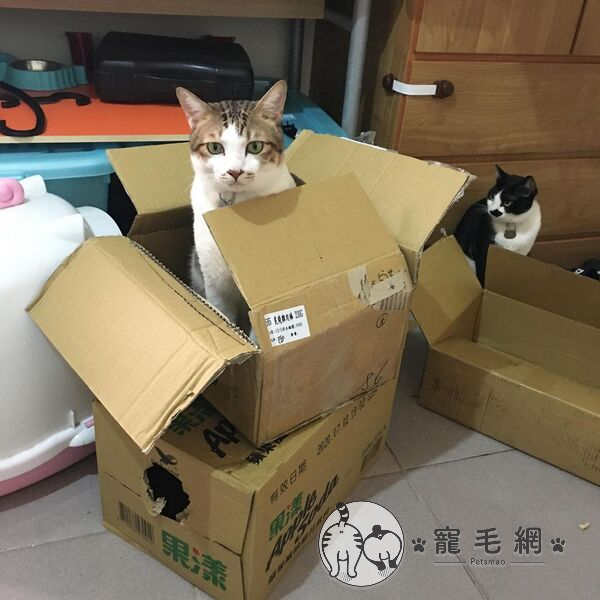 ▲網友詹小姐領養一對貓(圖/IG