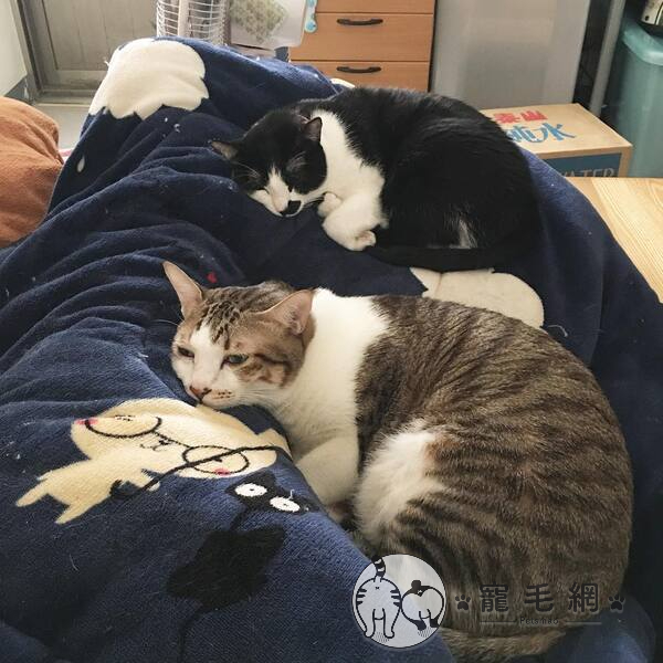 ▲不同時期領養卻感情很好(圖/IG