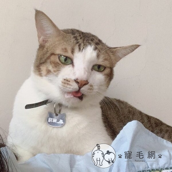 ▲真是遇到豬隊友!(圖/IG