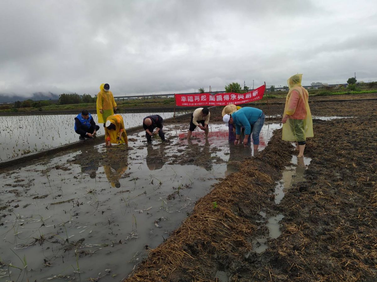 ▲大甲幸福社區居民種植藺草(圖／施志昌提供2021.3.24)