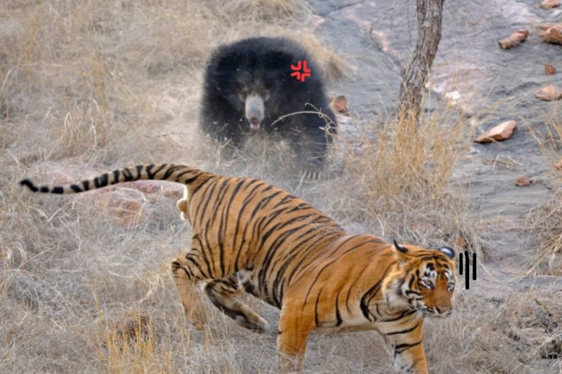 ▲印度一頭母熊帶子散步時，遇見一對老虎在「恩愛」（圖／Aditya Dicky Singh）