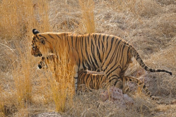 ▲攝影師阿迪亞多年前與友人到印度Ranthambore國家公園時，巧遇兩隻年輕老虎正在草叢裡上演「18禁」（圖／Aditya